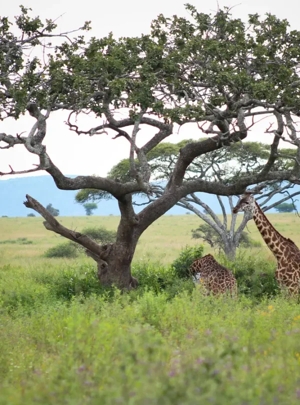 Lewenei with clients – Lewenei Tours and Safaris-010